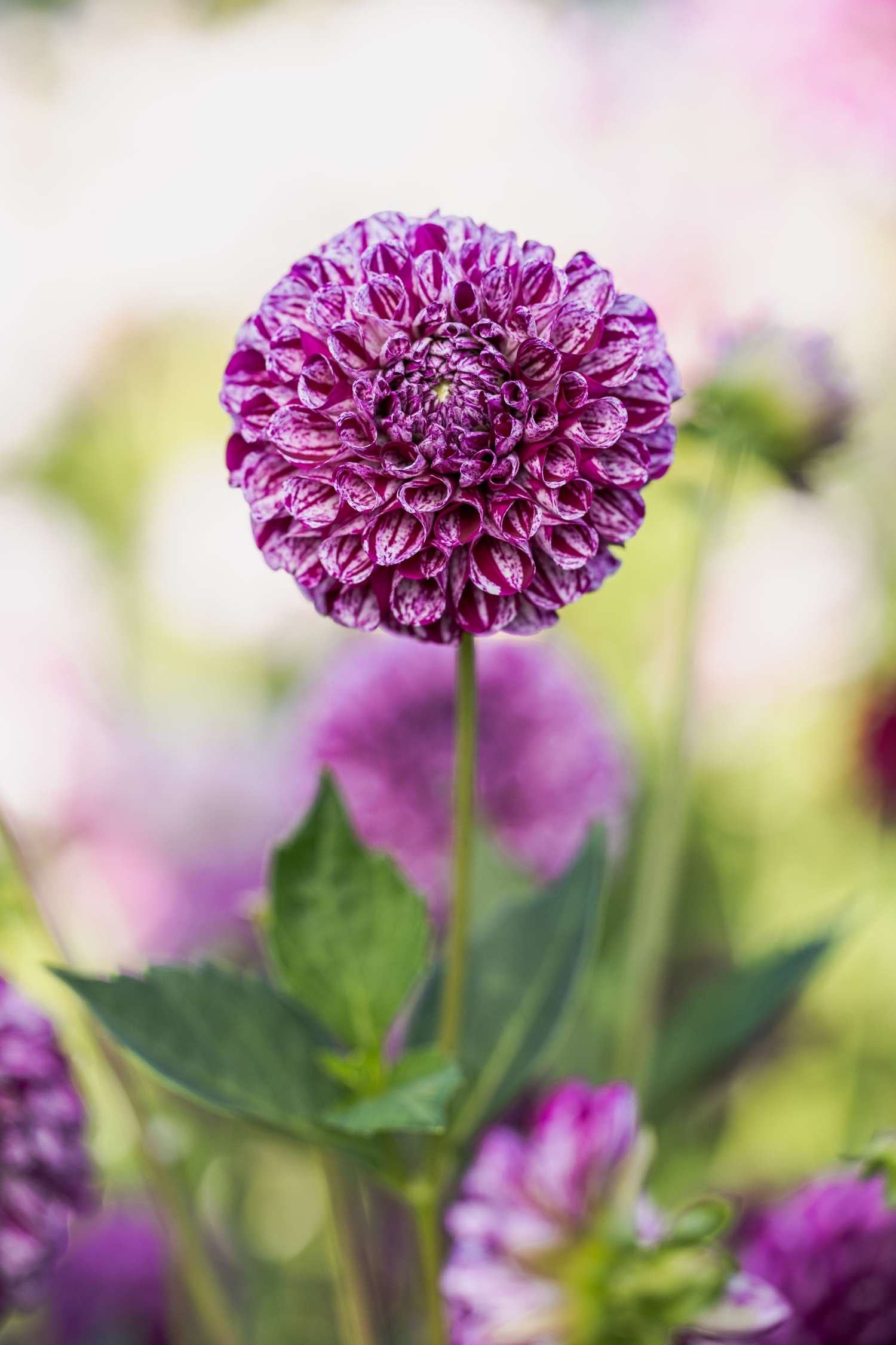 Dahlie 'Marble Ball'